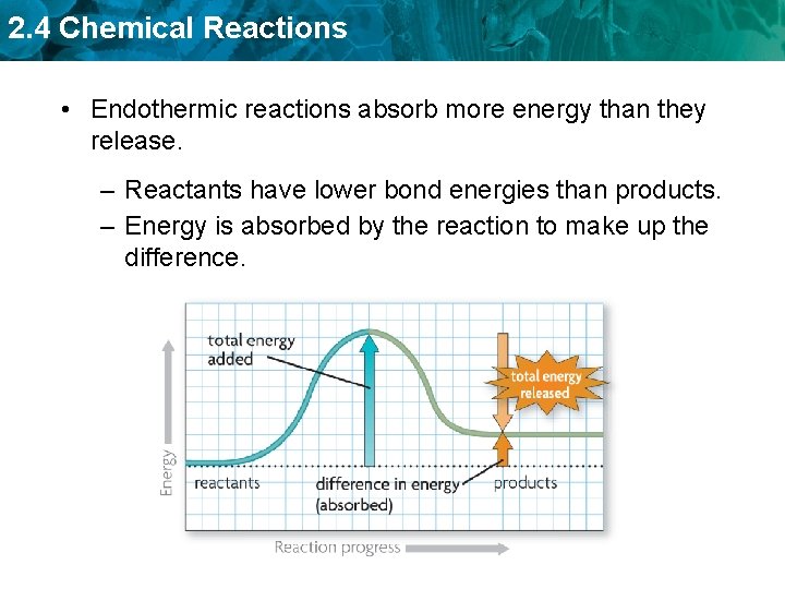 2. 4 Chemical Reactions • Endothermic reactions absorb more energy than they release. –