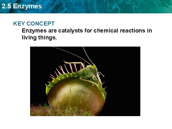 2. 5 Enzymes KEY CONCEPT Enzymes are catalysts for chemical reactions in living things.