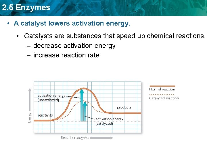 2. 5 Enzymes • A catalyst lowers activation energy. • Catalysts are substances that