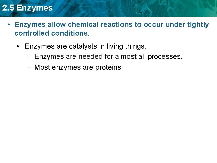 2. 5 Enzymes • Enzymes allow chemical reactions to occur under tightly controlled conditions.