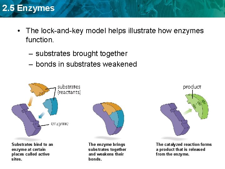 2. 5 Enzymes • The lock-and-key model helps illustrate how enzymes function. – substrates