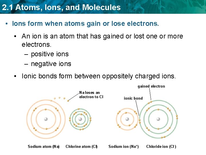 2. 1 Atoms, Ions, and Molecules • Ions form when atoms gain or lose