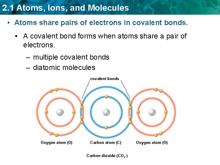 2. 1 Atoms, Ions, and Molecules • Atoms share pairs of electrons in covalent