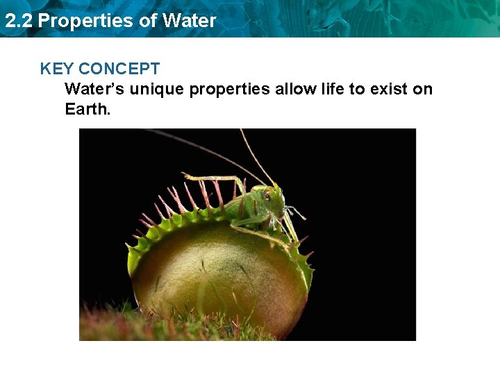 2. 2 Properties of Water KEY CONCEPT Water’s unique properties allow life to exist