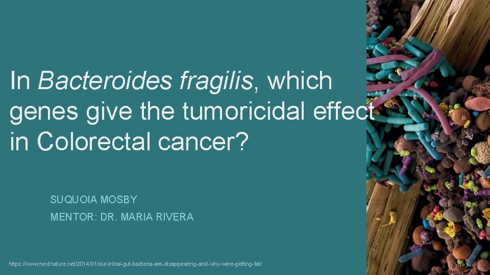 In Bacteroides fragilis, which genes give the tumoricidal effect in Colorectal cancer? SUQUOIA MOSBY