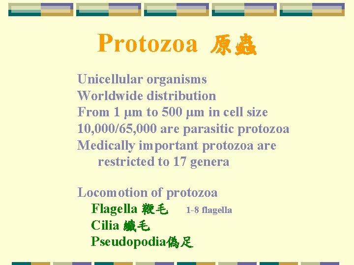 Protozoa 原蟲 Unicellular organisms Worldwide distribution From 1 μm to 500 μm in cell