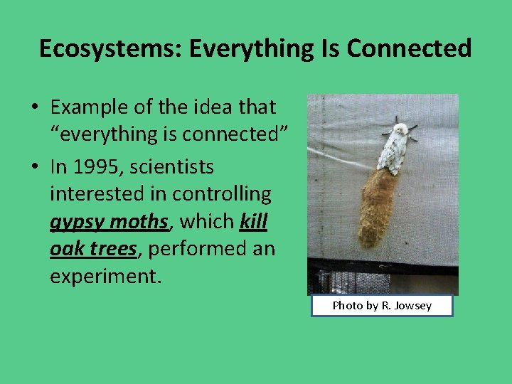 Ecosystems: Everything Is Connected • Example of the idea that “everything is connected” •