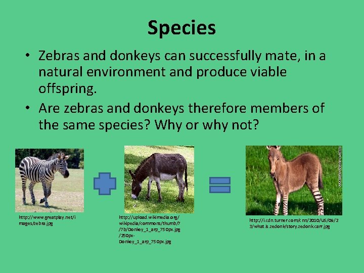 Species • Zebras and donkeys can successfully mate, in a natural environment and produce