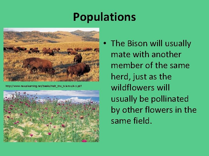 Populations http: //www. nexuslearning. net/books/Holt_Env_Science/4 -1. pdf • The Bison will usually mate with