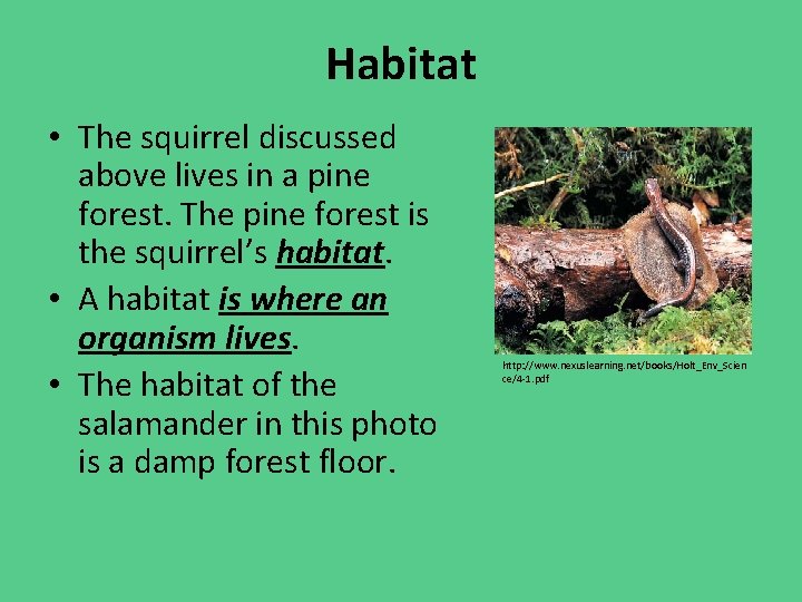 Habitat • The squirrel discussed above lives in a pine forest. The pine forest