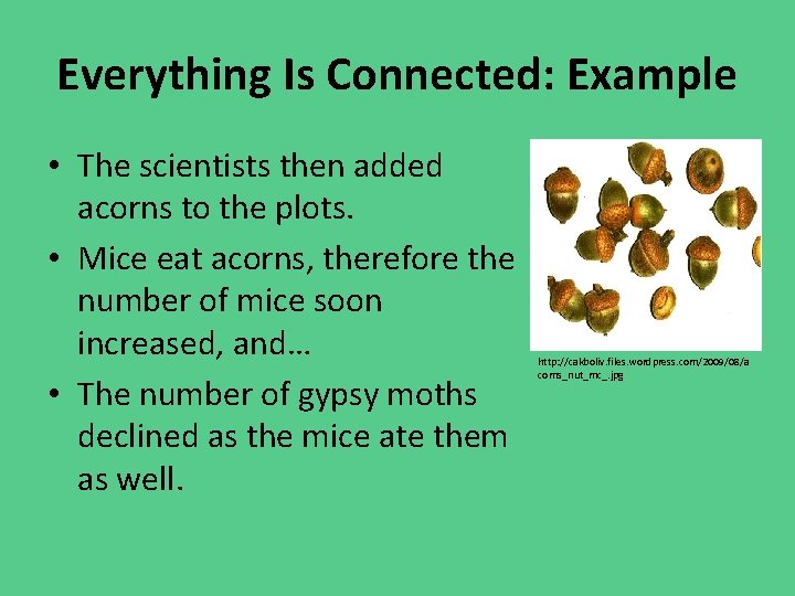 Everything Is Connected: Example • The scientists then added acorns to the plots. •