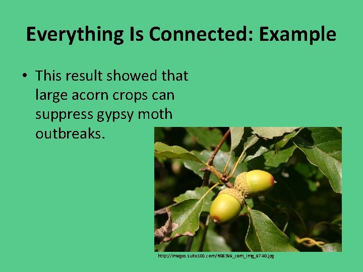 Everything Is Connected: Example • This result showed that large acorn crops can suppress