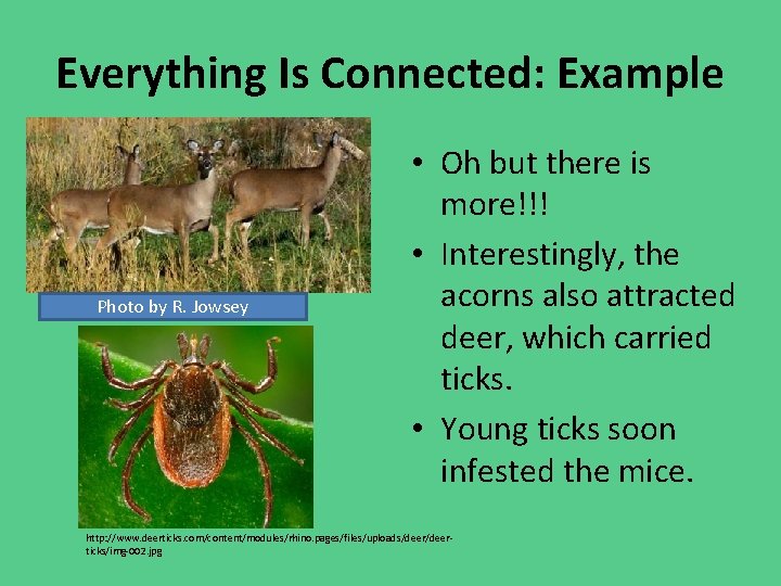 Everything Is Connected: Example Photo by R. Jowsey • Oh but there is more!!!