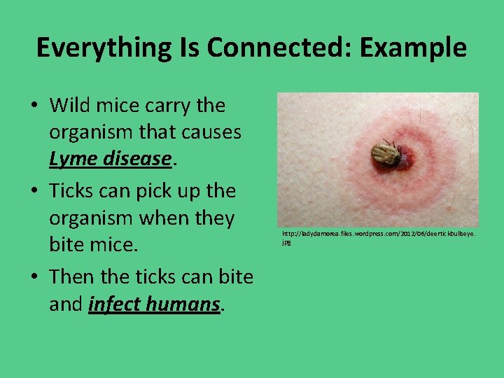 Everything Is Connected: Example • Wild mice carry the organism that causes Lyme disease.