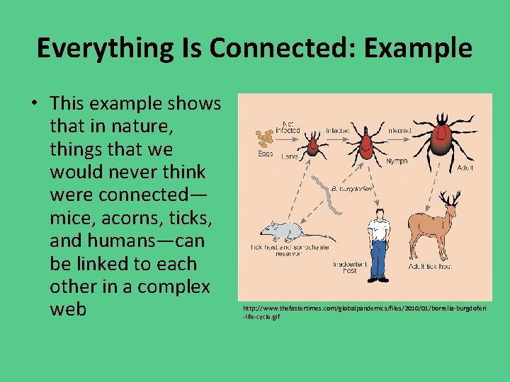 Everything Is Connected: Example • This example shows that in nature, things that we