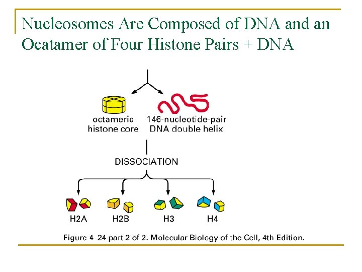 Nucleosomes Are Composed of DNA and an Ocatamer of Four Histone Pairs + DNA