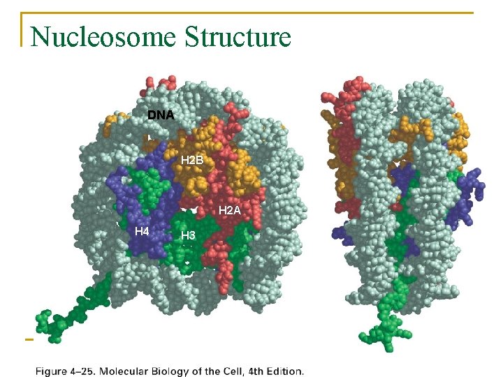 Nucleosome Structure DNA H 2 B H 2 A H 4 H 3 