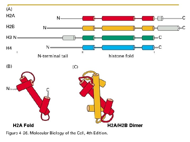 H 2 A Fold H 2 A/H 2 B Dimer 