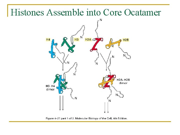 Histones Assemble into Core Ocatamer 