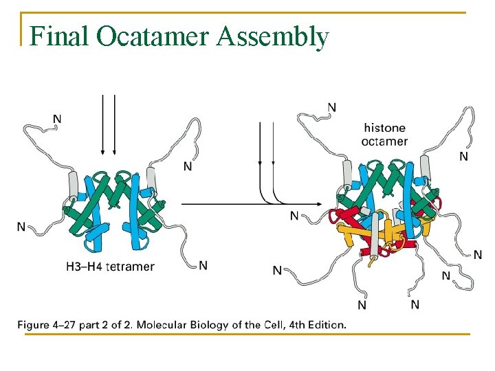 Final Ocatamer Assembly 