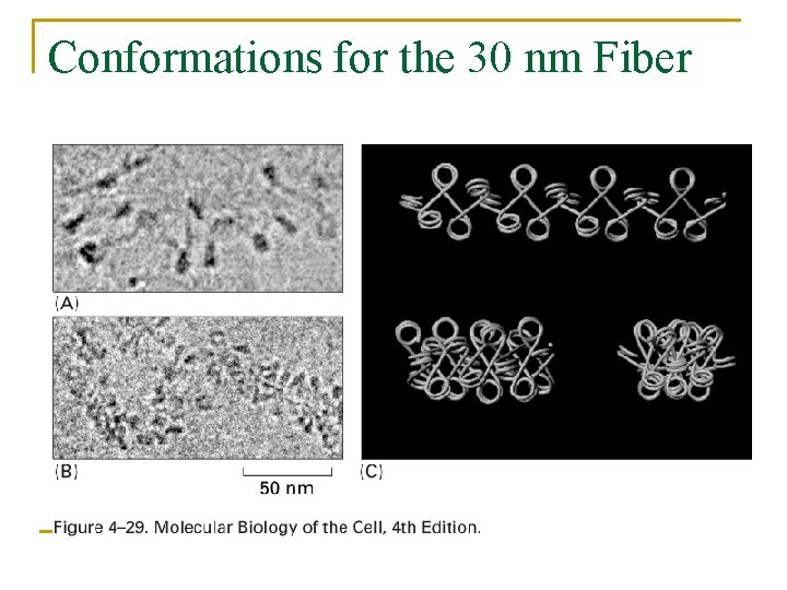 Conformations for the 30 nm Fiber 