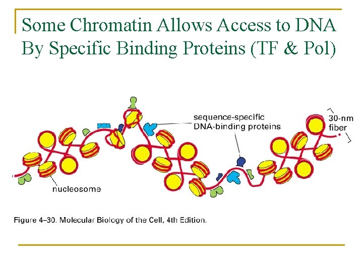 Some Chromatin Allows Access to DNA By Specific Binding Proteins (TF & Pol) 