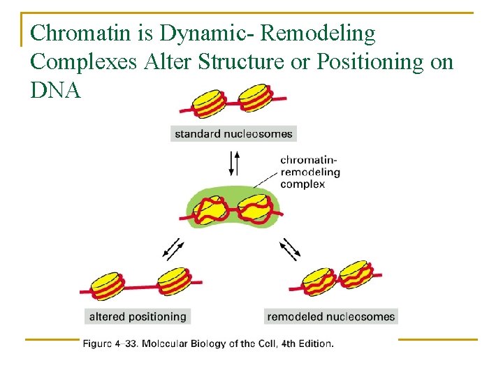 Chromatin is Dynamic- Remodeling Complexes Alter Structure or Positioning on DNA 