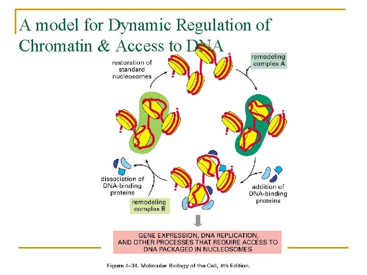 A model for Dynamic Regulation of Chromatin & Access to DNA 