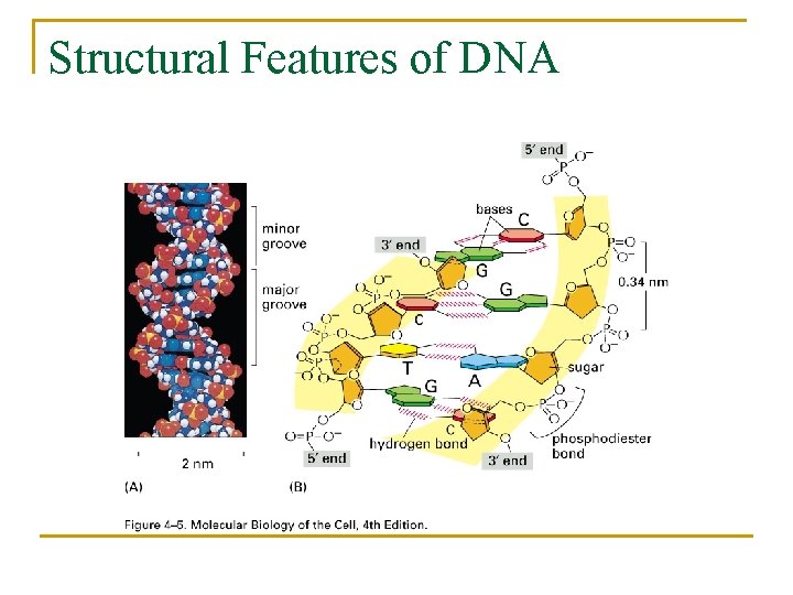 Structural Features of DNA 