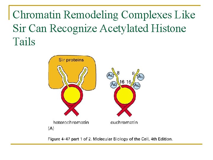 Chromatin Remodeling Complexes Like Sir Can Recognize Acetylated Histone Tails 