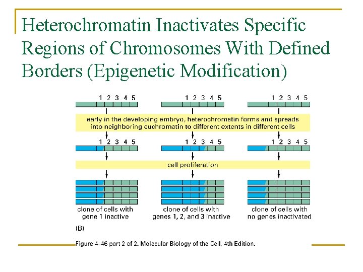 Heterochromatin Inactivates Specific Regions of Chromosomes With Defined Borders (Epigenetic Modification) 