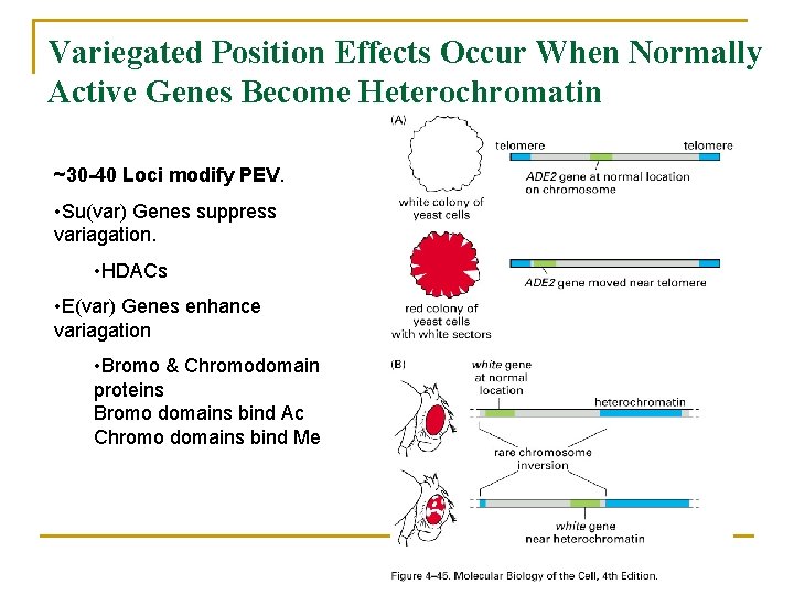 Variegated Position Effects Occur When Normally Active Genes Become Heterochromatin ~30 -40 Loci modify