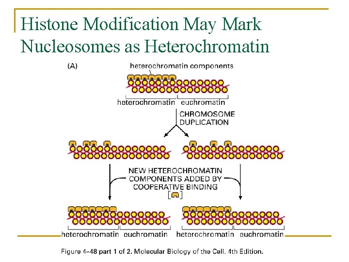 Histone Modification May Mark Nucleosomes as Heterochromatin 