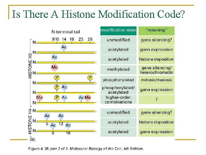 Is There A Histone Modification Code? 