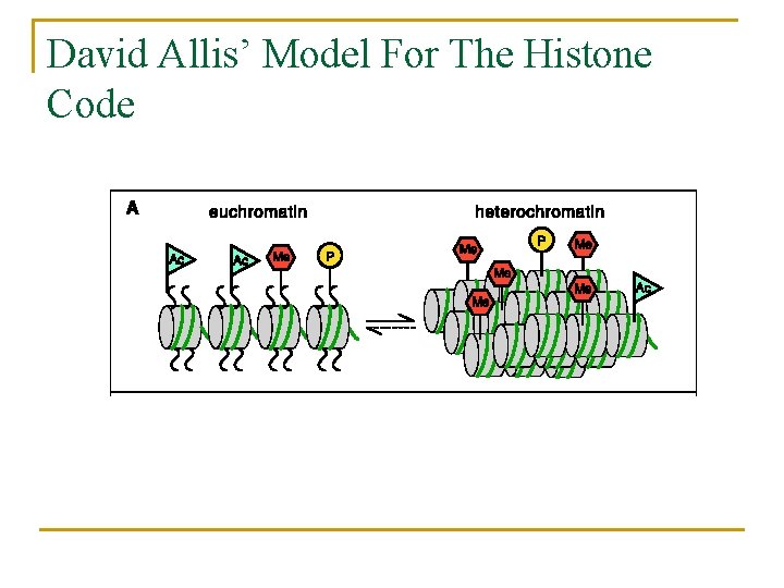 David Allis’ Model For The Histone Code 