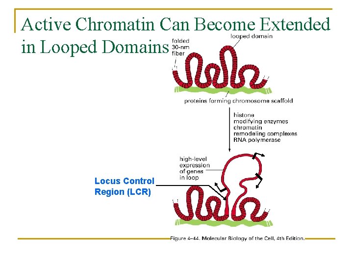 Active Chromatin Can Become Extended in Looped Domains Locus Control Region (LCR) 