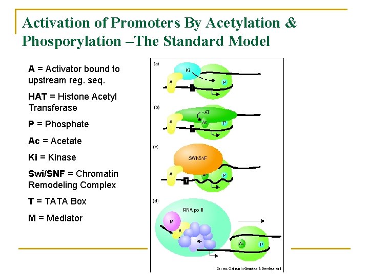 Activation of Promoters By Acetylation & Phosporylation –The Standard Model A = Activator bound