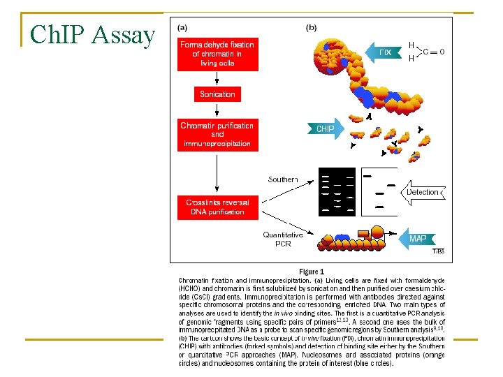 Ch. IP Assay 