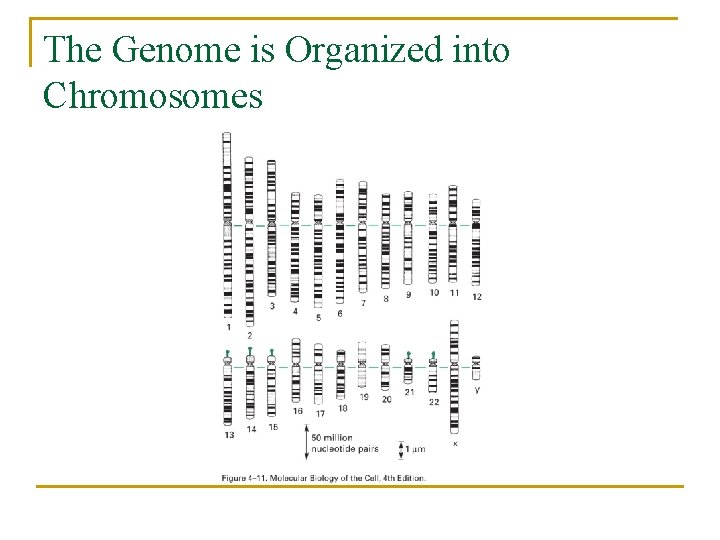 The Genome is Organized into Chromosomes 