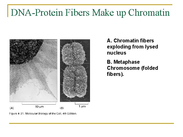 DNA-Protein Fibers Make up Chromatin A. Chromatin fibers exploding from lysed nucleus B. Metaphase