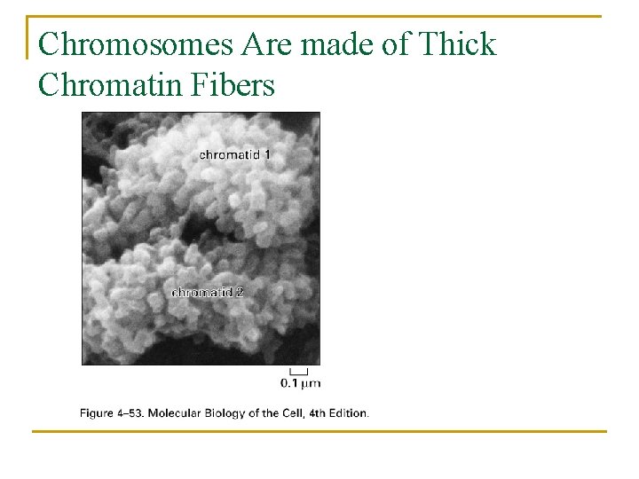 Chromosomes Are made of Thick Chromatin Fibers 