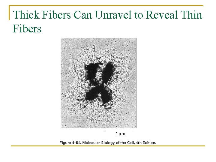 Thick Fibers Can Unravel to Reveal Thin Fibers 