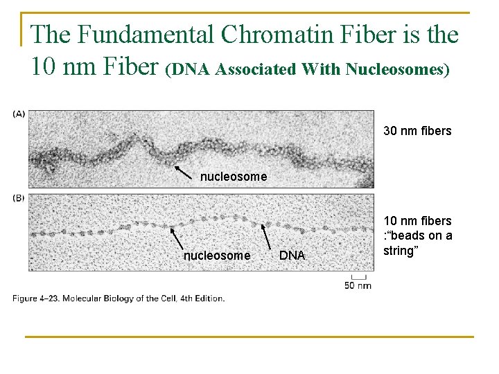 The Fundamental Chromatin Fiber is the 10 nm Fiber (DNA Associated With Nucleosomes) 30