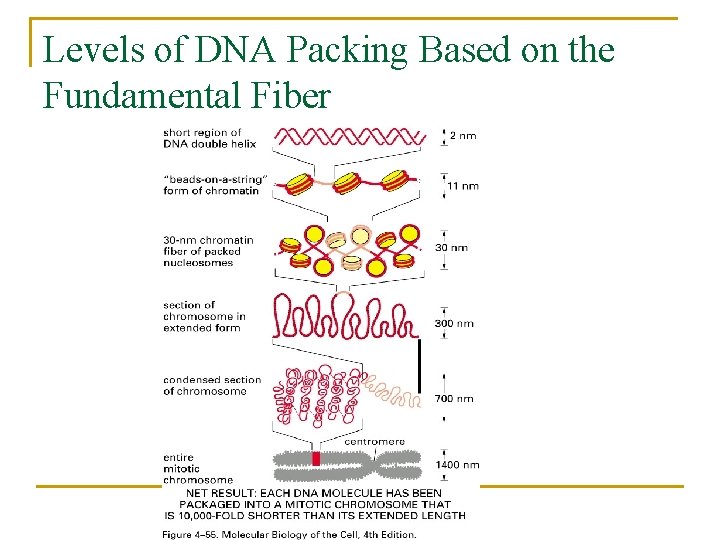 Levels of DNA Packing Based on the Fundamental Fiber 