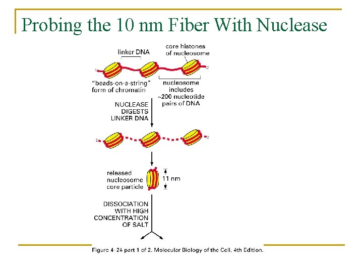 Probing the 10 nm Fiber With Nuclease 