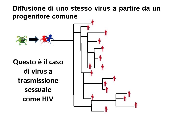 Diffusione di uno stesso virus a partire da un progenitore comune Questo è il