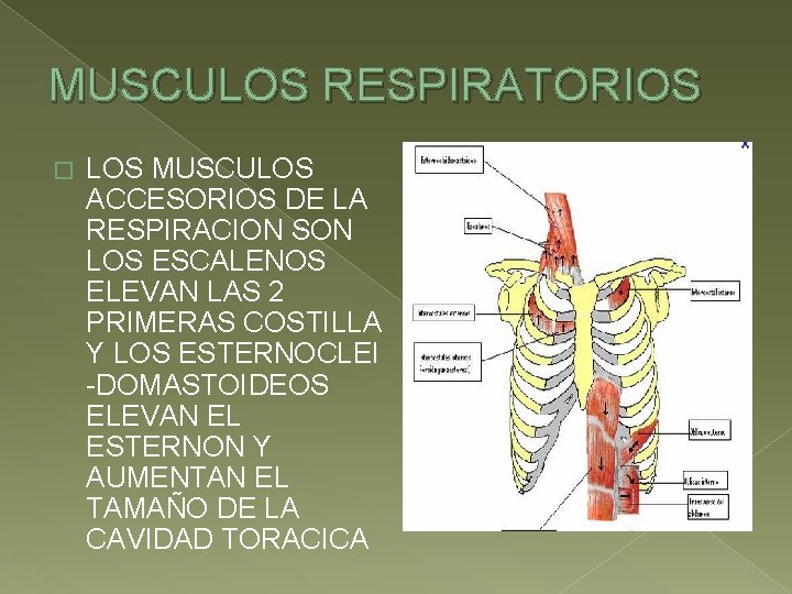 MUSCULOS RESPIRATORIOS � LOS MUSCULOS ACCESORIOS DE LA RESPIRACION SON LOS ESCALENOS ELEVAN LAS