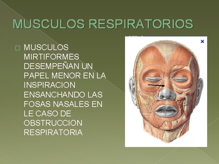 MUSCULOS RESPIRATORIOS � MUSCULOS MIRTIFORMES DESEMPEÑAN UN PAPEL MENOR EN LA INSPIRACION ENSANCHANDO LAS