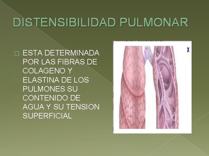 DISTENSIBILIDAD PULMONAR � ESTA DETERMINADA POR LAS FIBRAS DE COLAGENO Y ELASTINA DE LOS