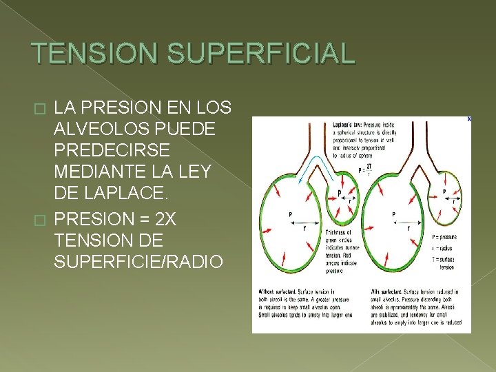 TENSION SUPERFICIAL LA PRESION EN LOS ALVEOLOS PUEDE PREDECIRSE MEDIANTE LA LEY DE LAPLACE.